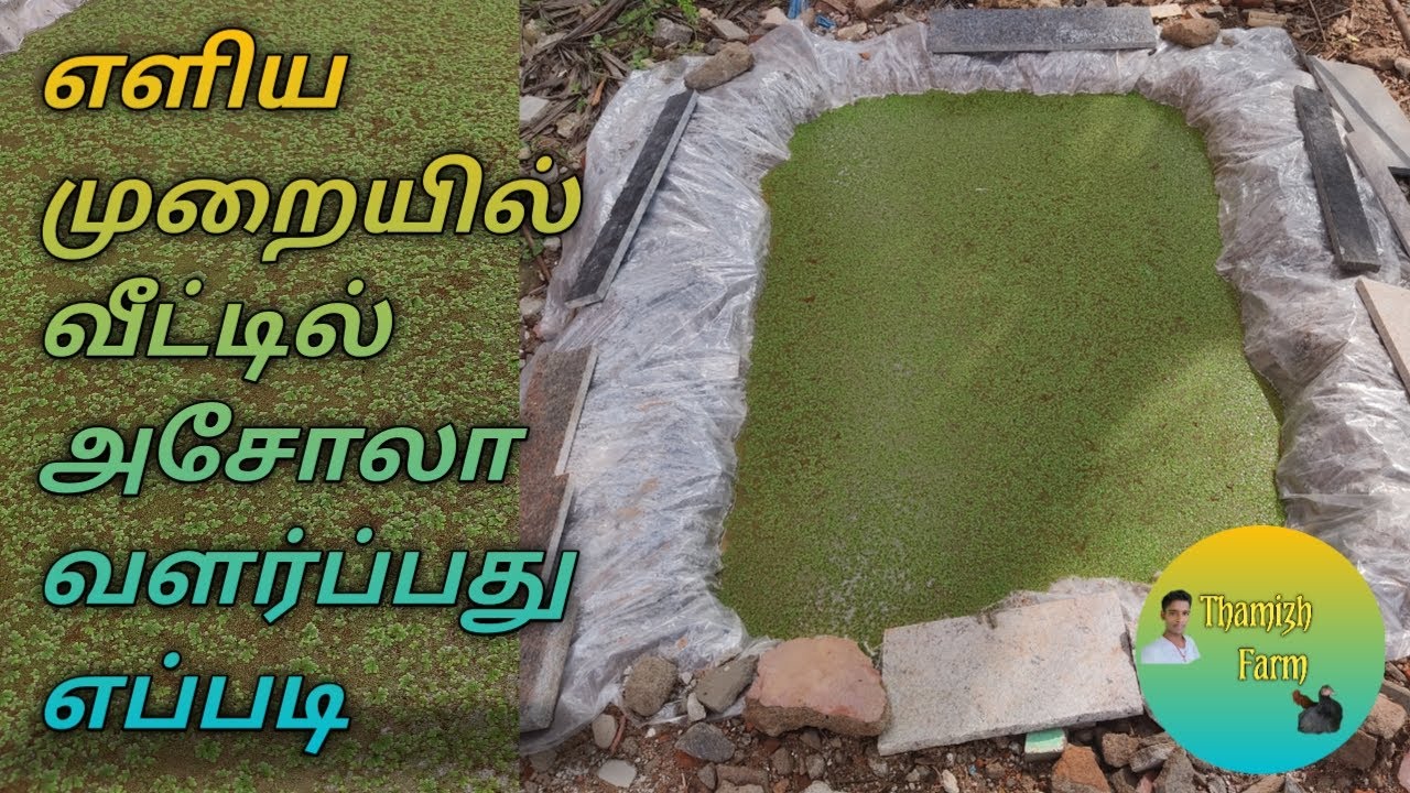 Asola valarpu in tamil// அசோலா வளர்ப்பு எப்படி