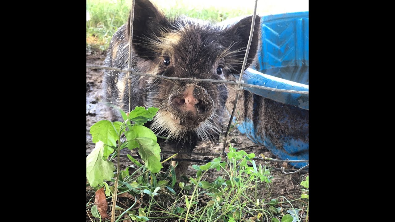 Getting our new KuneKune pig and new goat bunk beds! Petunia's first day on the farm!