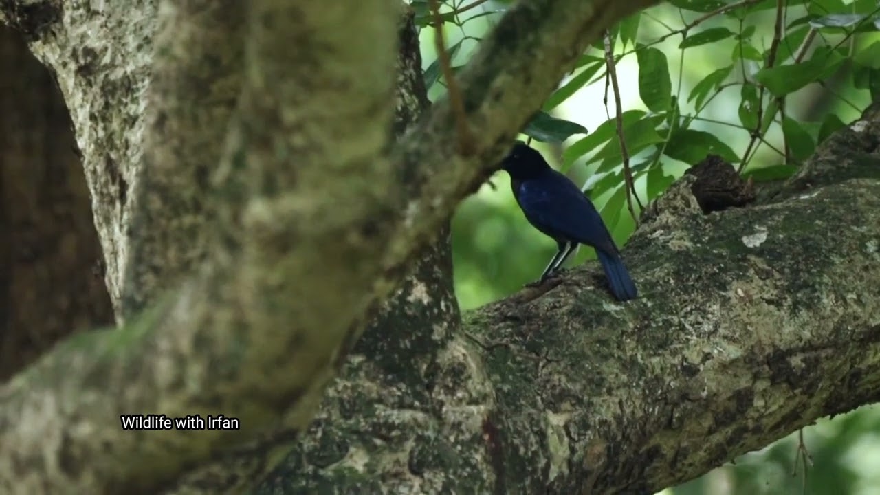 Malabar whistling thrush singing. (Also called as school boy). See how sensitive this bird is. @ BRT