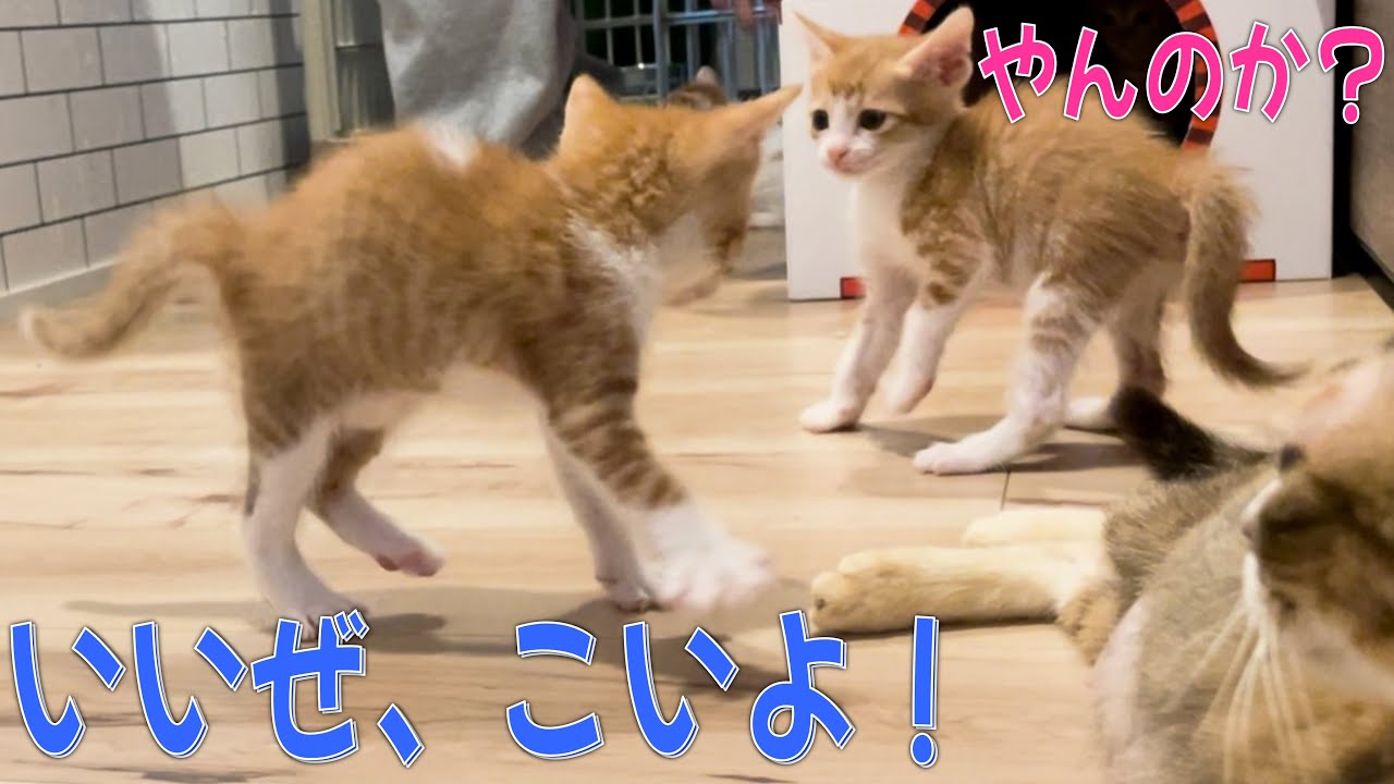 激しい子猫のやんのかステップ大連発！／お客様を接待する子猫たち【33日目・34日目】