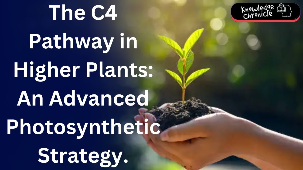 The C4 Pathway: How Some Plants Outsmart the Sun for Maximum Growth.