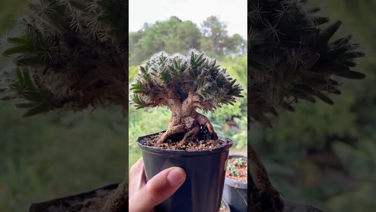 Suculenta Trichodiadema Densum #suculentas #cactos #bonsai