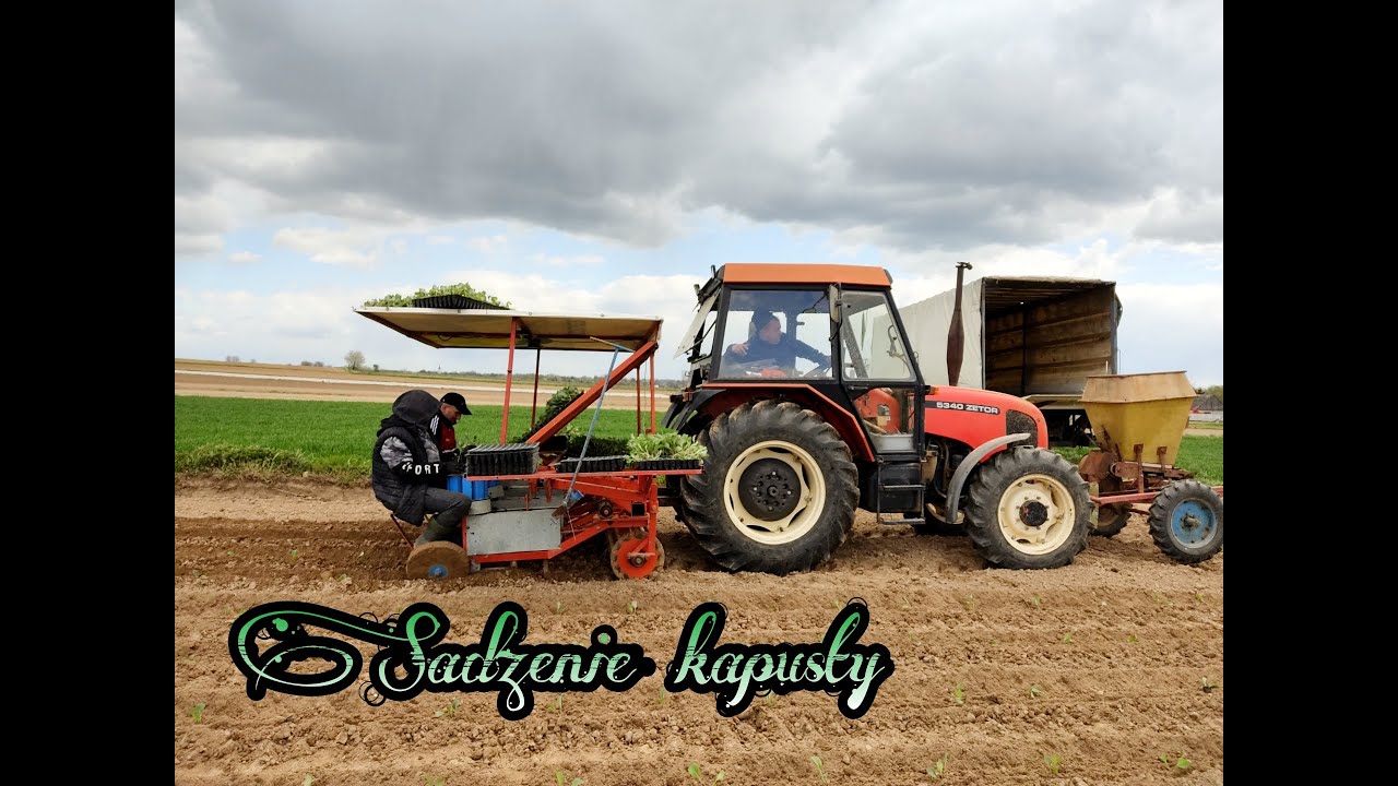 Sadzenie kapusty białej/🔥Zetor 5340&Sadzarka Lauwers🔥