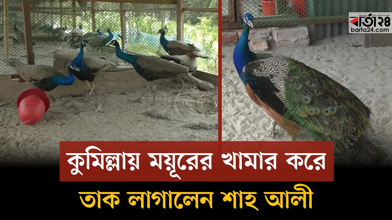 কুমিল্লায় ময়ূরের খামার করে তাক লাগালেন শাহ আলী | Shah Ali Peacock Farm | Barta24