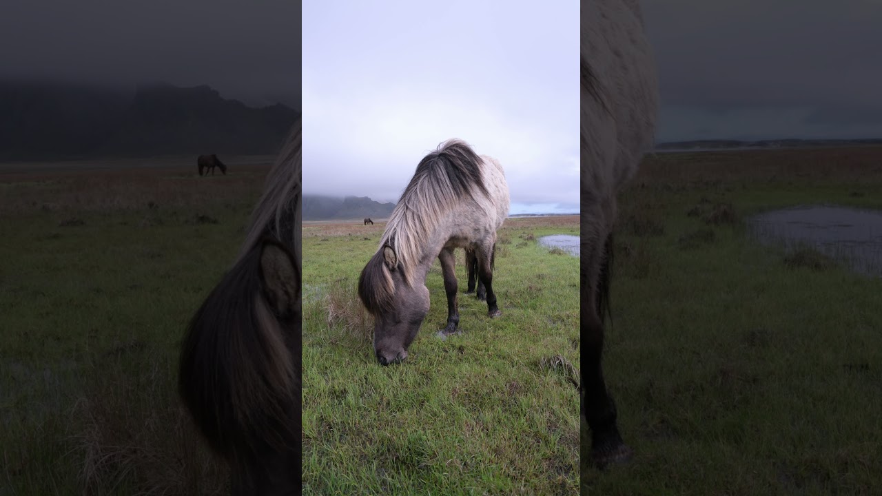 Free Lightroom Preset: Agfachrome RSX Film Look 🐎 #lightroompresets #photoshoplightroom