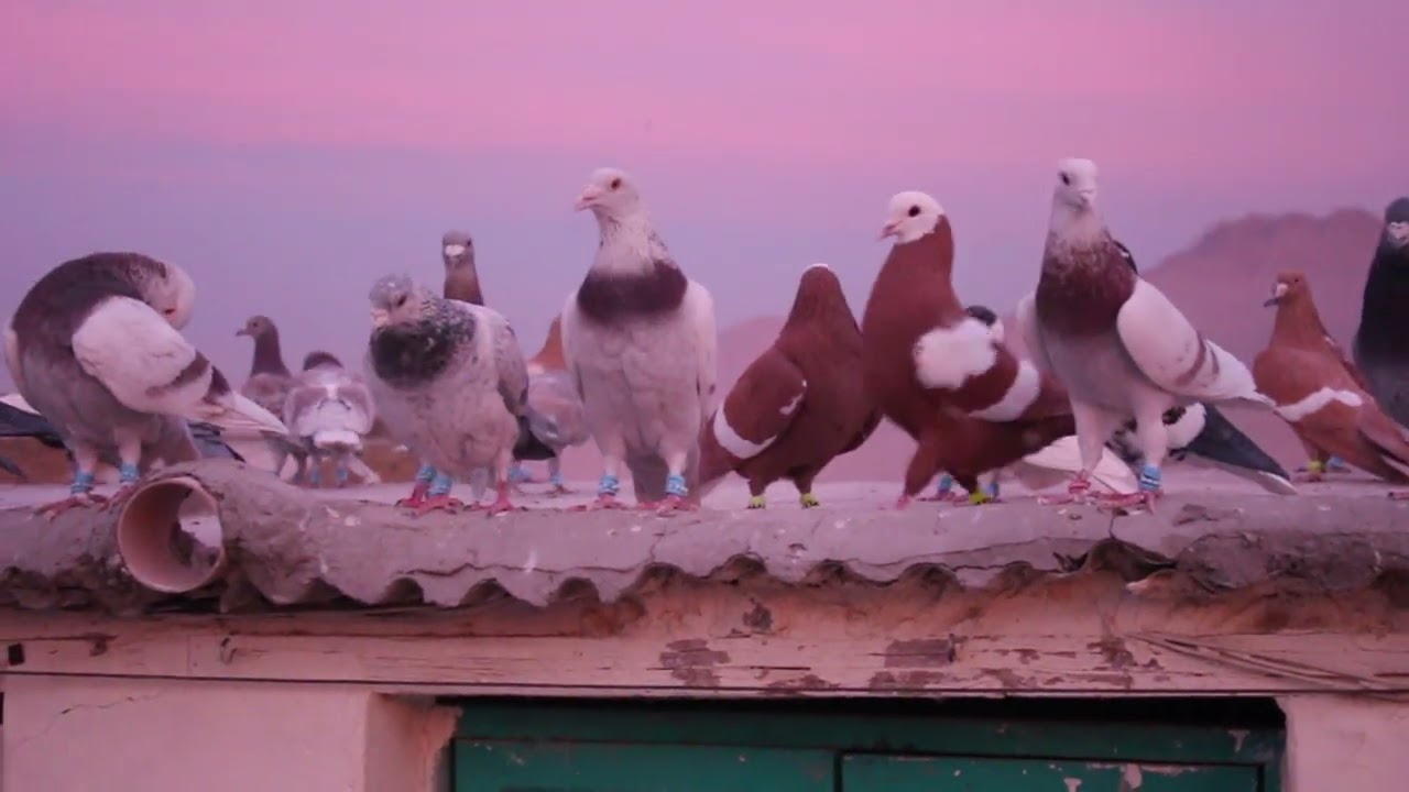 fighter Pigeons Quetta || Hazara town Quetta Kabootar bazi || Kabutar bazi Pakistan