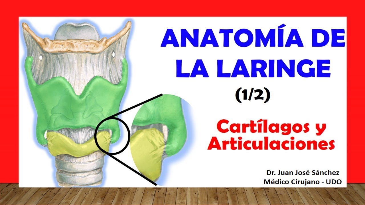 🥇 ANATOM&Iacute;A DE LA LARINGE 1/2, (Cart&iacute;lagos y Articulaciones). F&aacute;cil, R&aacute;pido y Sencillo