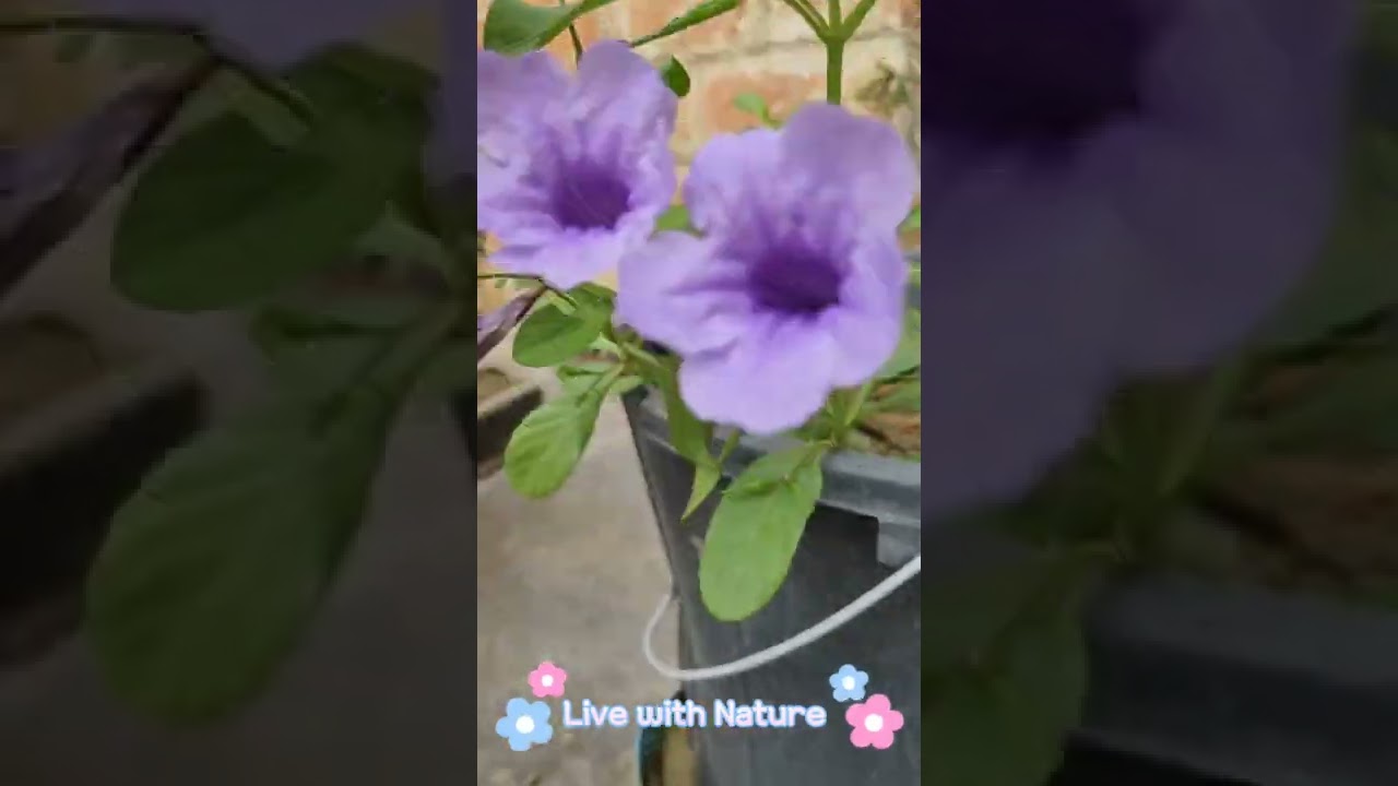 Blooming flower 💙 || LivewithNature #livewithnature #bloomingflower #nature #plants #flower #green