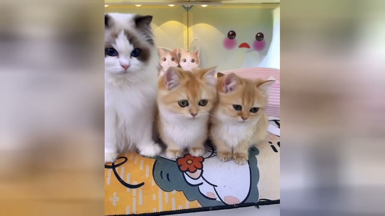 These charming kittens are going to make you smile