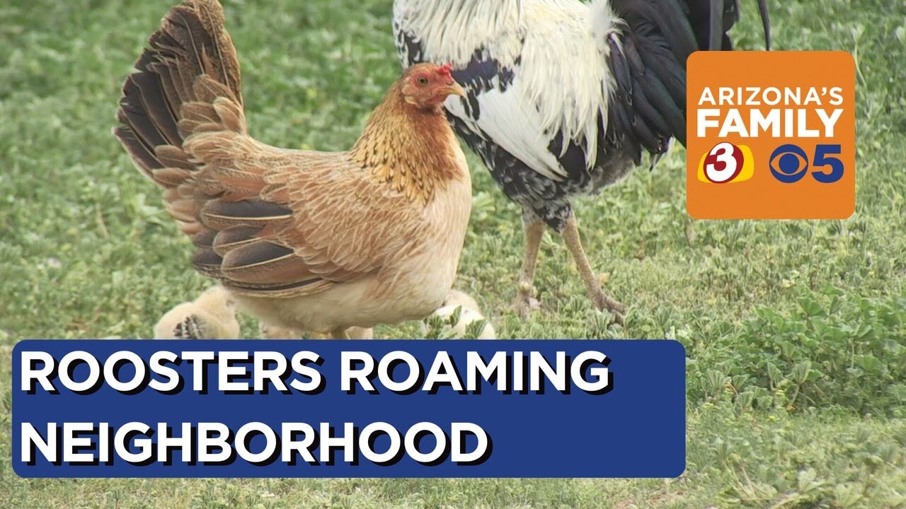 Roosters and chickens taking over Phoenix neighborhood