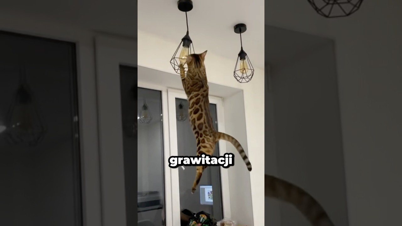 Najbardziej Nieokiełznany Kot 🐈