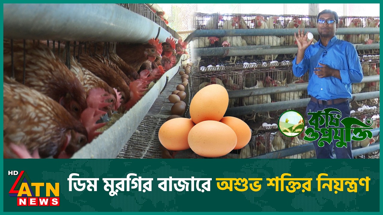 ধ্বংসের মুখে পোল্ট্রি খামার, নেপথ্যে কারা | Krishi O Projukti | Chicken Firming | Eggs And Meat