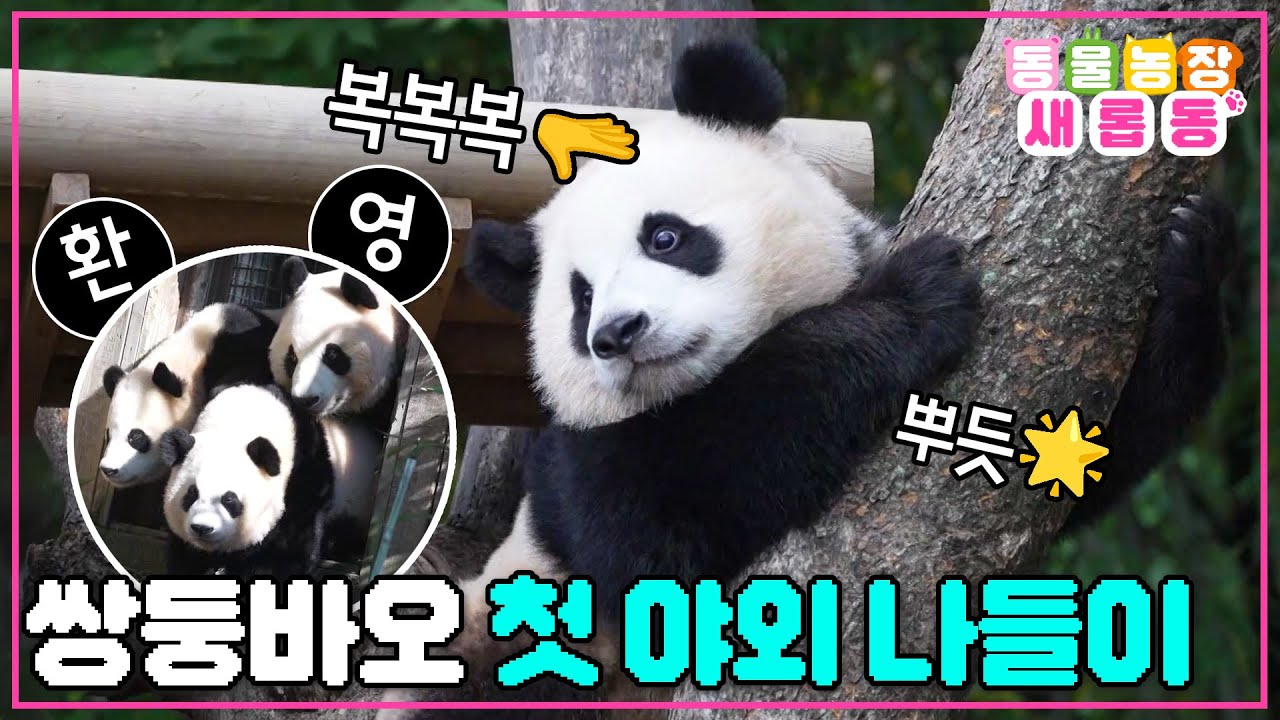 [#새롭동물농장] 바오 가족의 설레는 가을 즐기기🍂 쌍둥바오 루이X후이 야외 방사장 진출에 성공하다!!👏👏👏 / EP.1195 #TV동물농장 #AnimalFarm #SBSstory