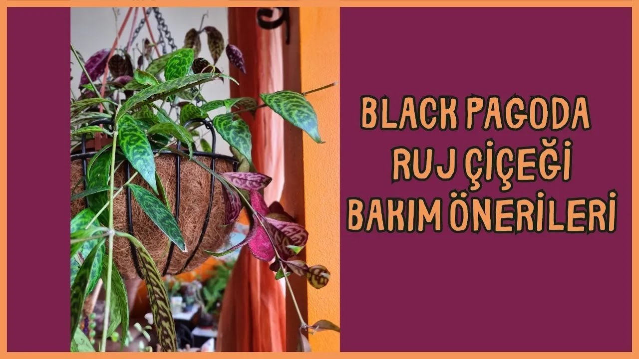 BLACK PAGODA | RUJ ÇİÇEĞİ | AESCHYNANTHUS LONGICAULIS BAKIM ÖNERİLERİ