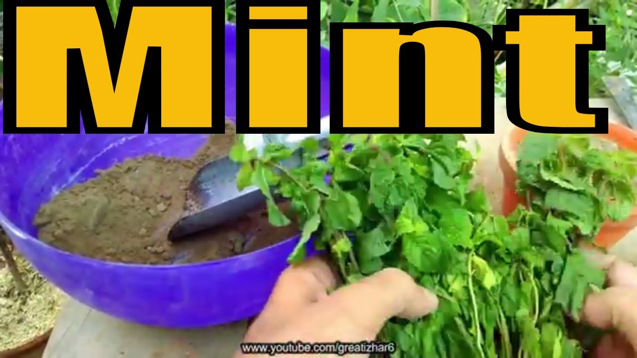 How to Grow Mint From Cuttings | Pudina Ghar Pr Kese Lgain | Easy to Grow