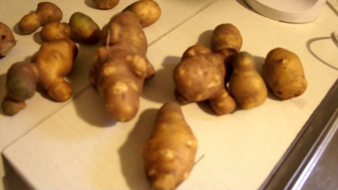 mutant potatoes