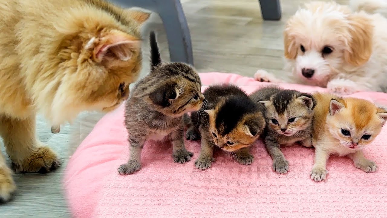 Реакция мамы кошки на то, что двое воришек хочет украсть ее малышей котят была такой милой