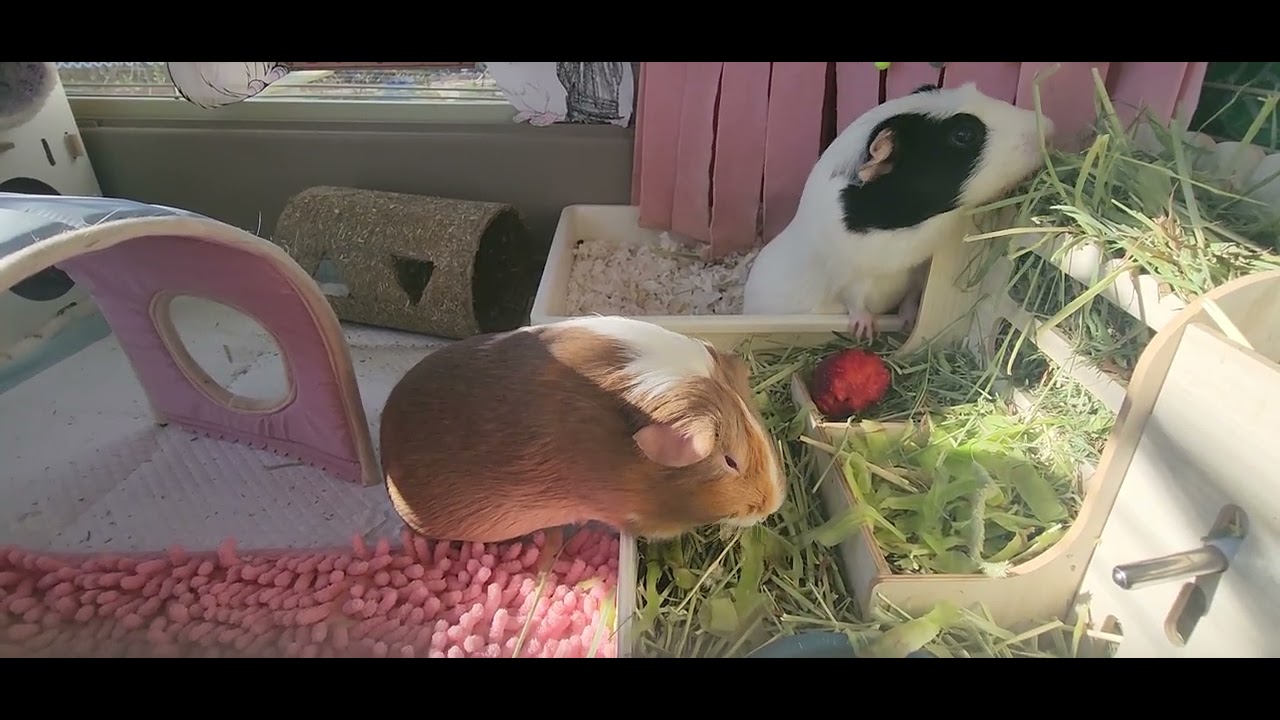 P179 Cute happy guniea pigs morning routine eating exploring enjoying calming relaxing soothing