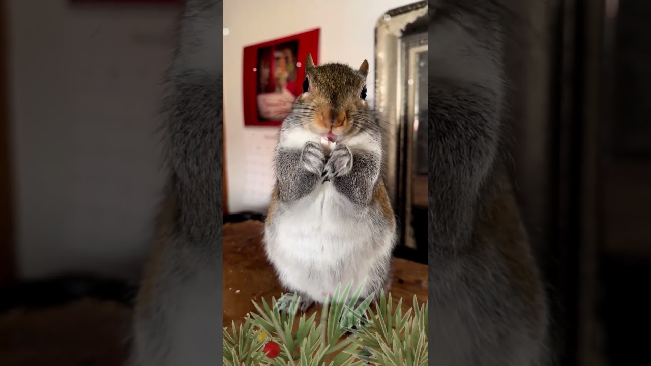 Merry Christmas !! 🐿️🎄🎅🐿️