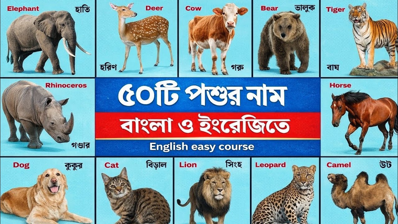 ৫০টি দেশি পশুর নাম | Domestic Animals Name in Bangla & English | English Easy Course #animals 