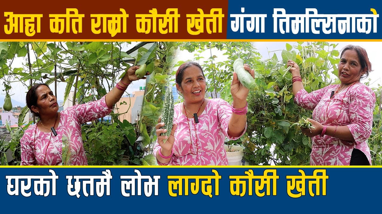 यसरी गर्नुहोस् गंगा तिमल्सिनाले जस्तै घरको छतमा लोभै लाग्दो कौसी खेती || Kausi Kheti In Nepal