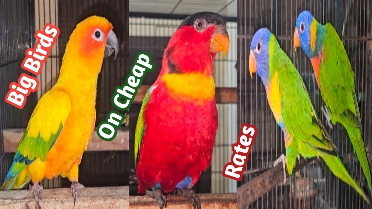 Sufyan Birds Lahore | Lahore Birds Market | Birds Bazar Lahore | Big Birds on Cheap Rates 