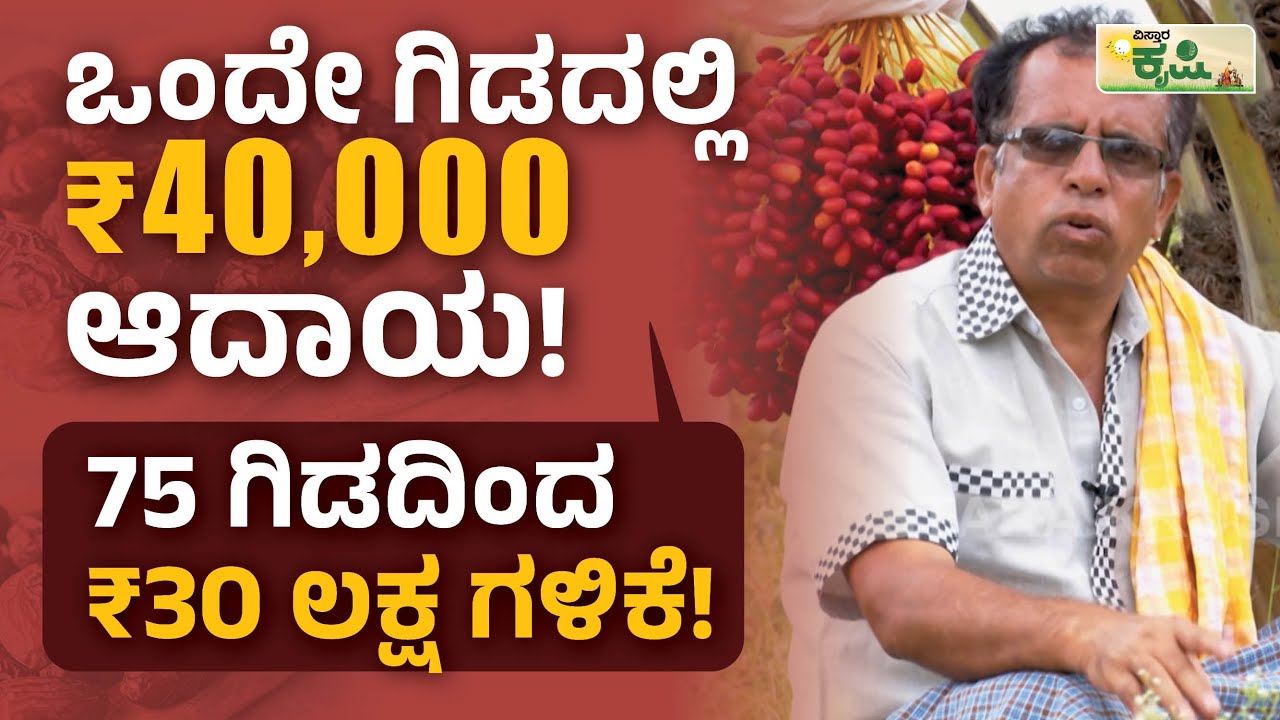 ಒಂದೇ ಗಿಡದಲ್ಲಿ 40,000 ಆದಾಯ!75 ಗಿಡದಿಂದ 30 ಲಕ್ಷ ಗಳಿಕೆ! | Dates Farming In Kannada | Vistara Krishi