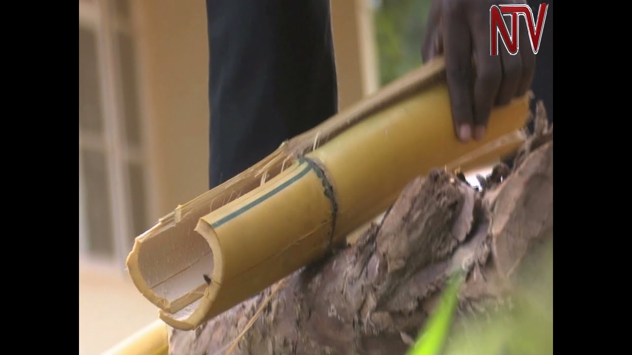 Makerere researchers distill bamboo stems to extract versatile wood vinegar