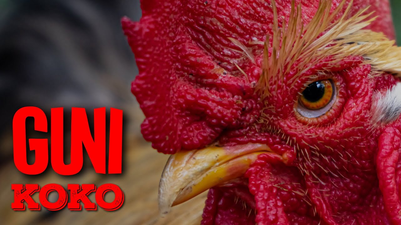 GUNI   KOKO