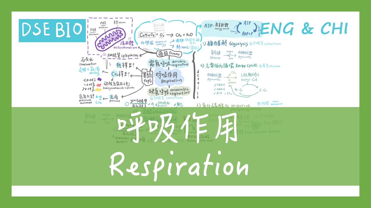 [DSE BIO - 課文重點] 12分鐘講完【呼吸作用 Respiration】！