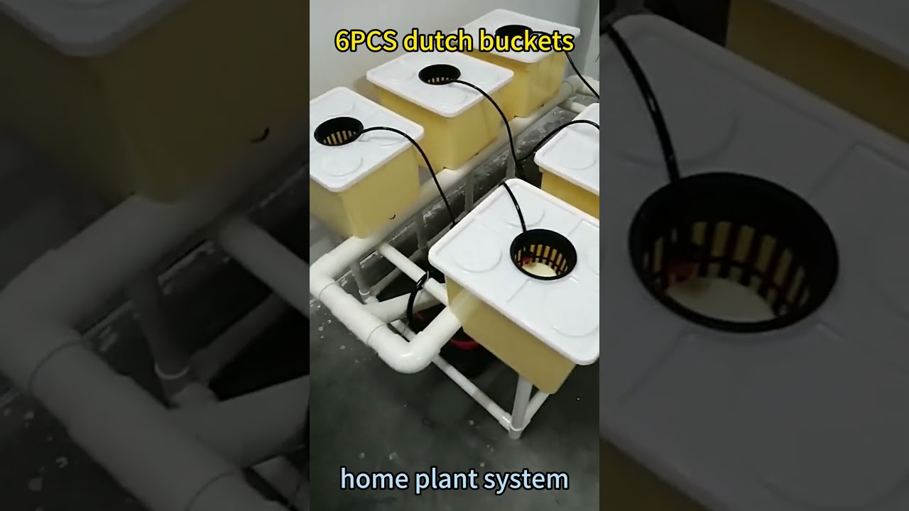Home plant system to grow vegetables by dutch buckets #farming #hydro #agriculture #hydroponicsystem