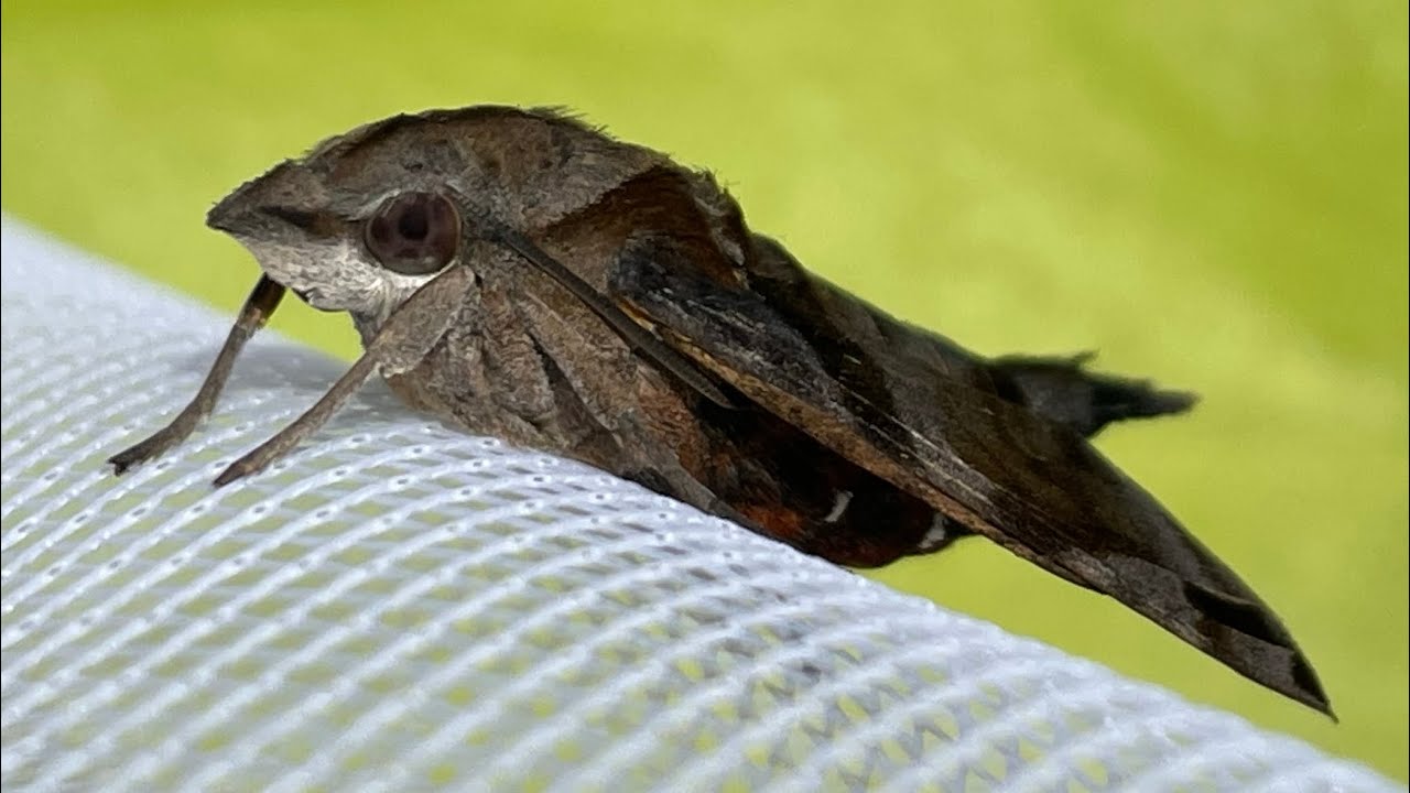 ホシホウジャク蛹から羽化までの記録