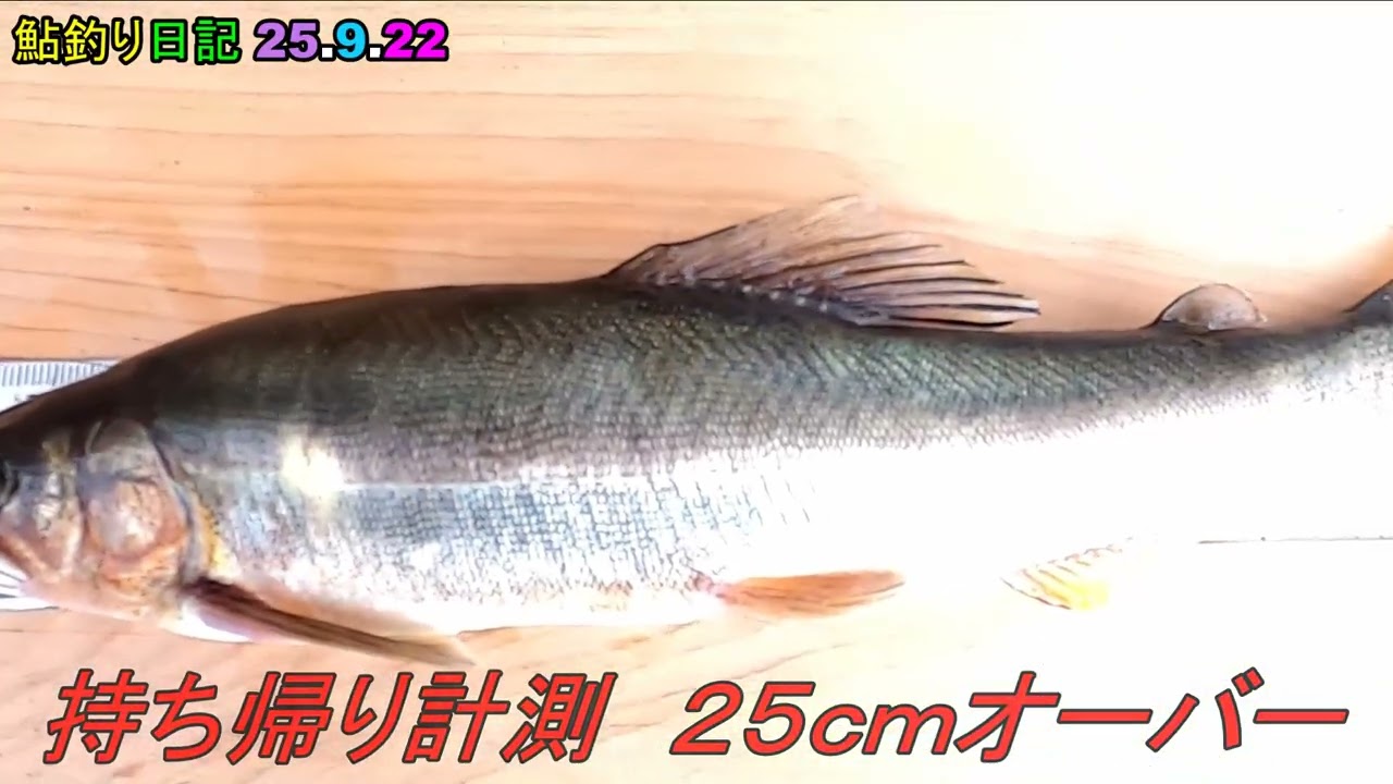 鮎釣り日記 25 9 22