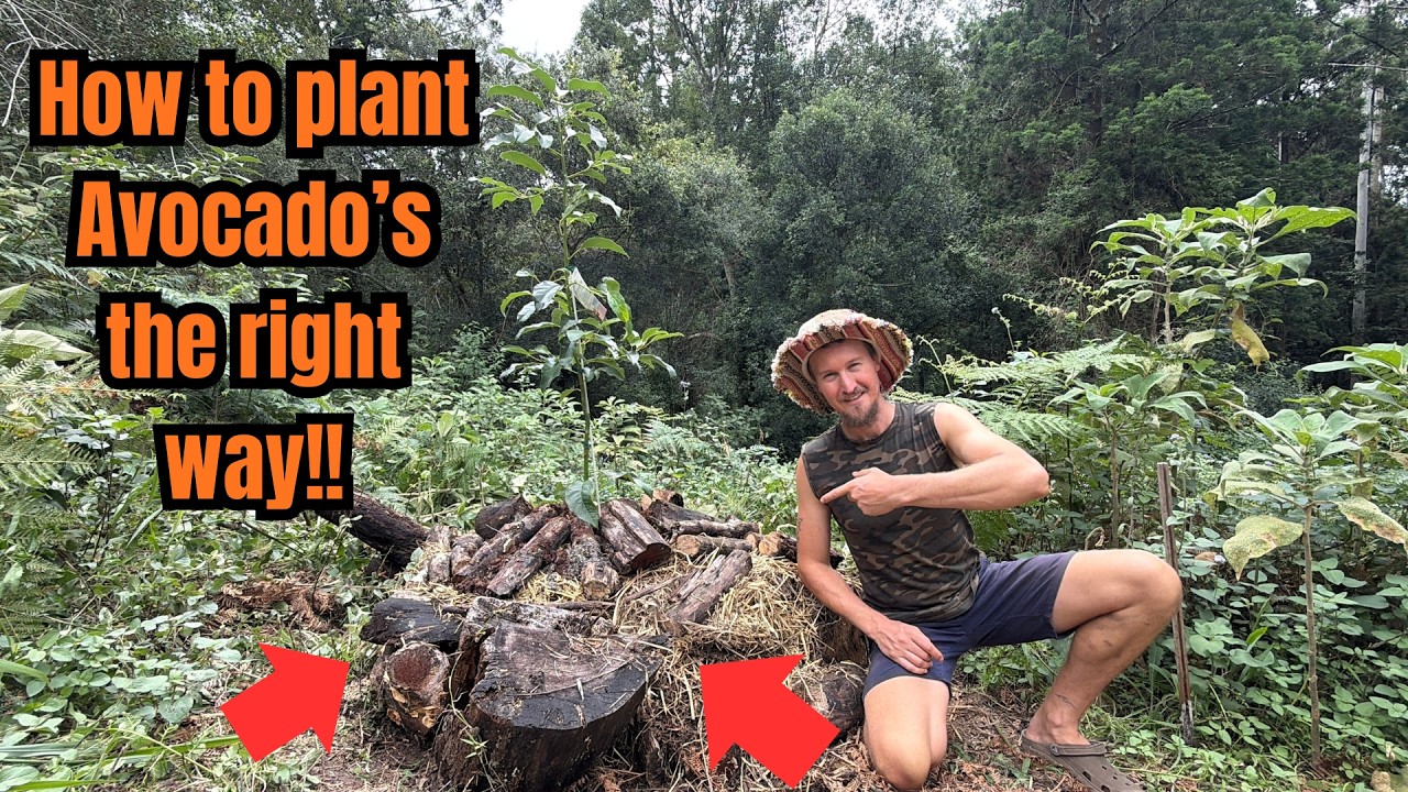 I made a *BIG* mistake when planting my Avocado tree!! (here's how I fixed it)