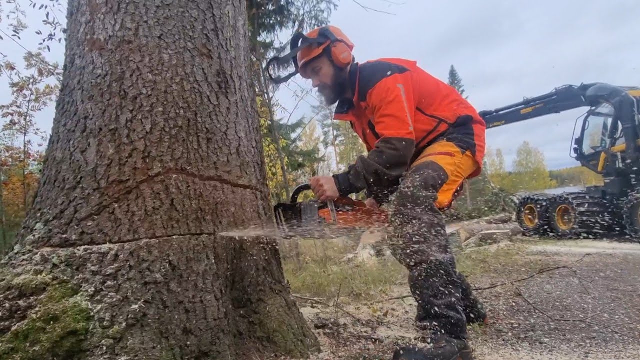 Kallellaan olevan puun laukasu