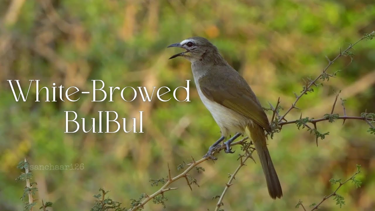 WHITE BROWED BULBUL | White-browed bulbul |BIRDS | BIRD PHOTOGRAPHY |