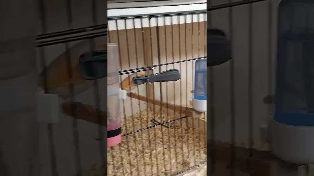 New roof and breeding TEAM 