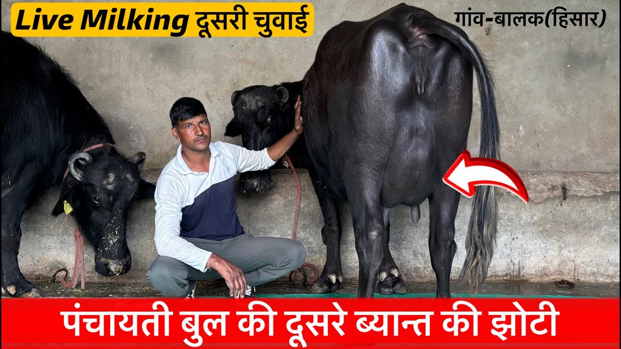 ♦️पंचायती बुल की झोटी-दूसरी चुवाई !KULDIP☎️8059949177.गांव-बालक,जिला-हिसार!