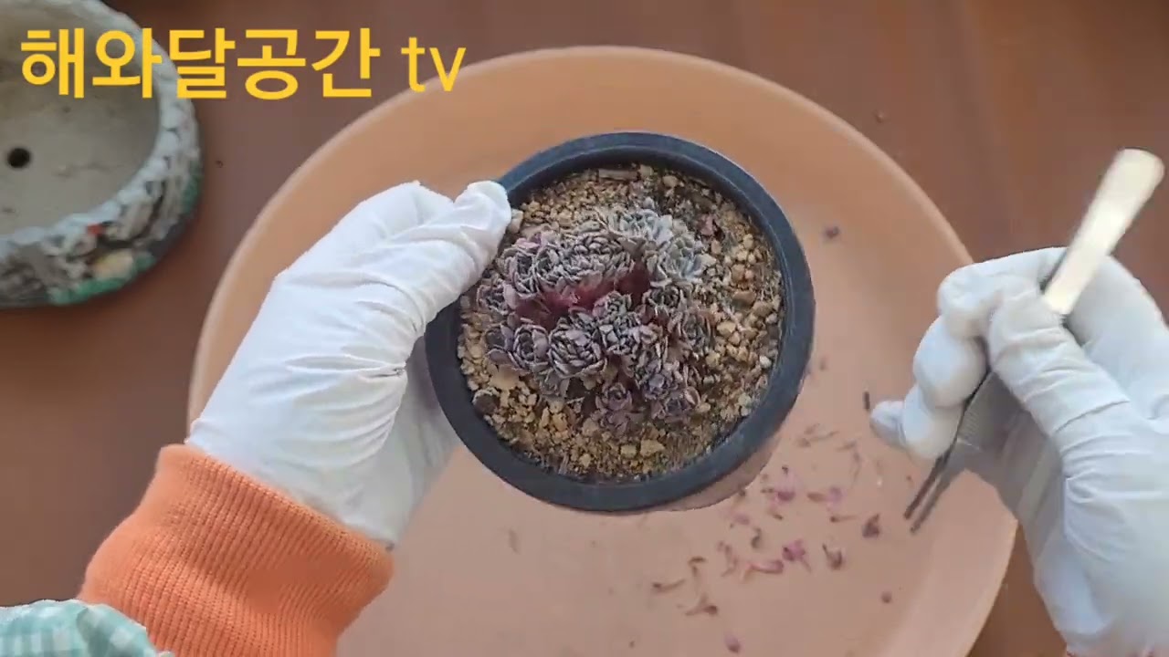 #집찾아 식재~^^✨️🐰💞💰🍀👌🌵🌟