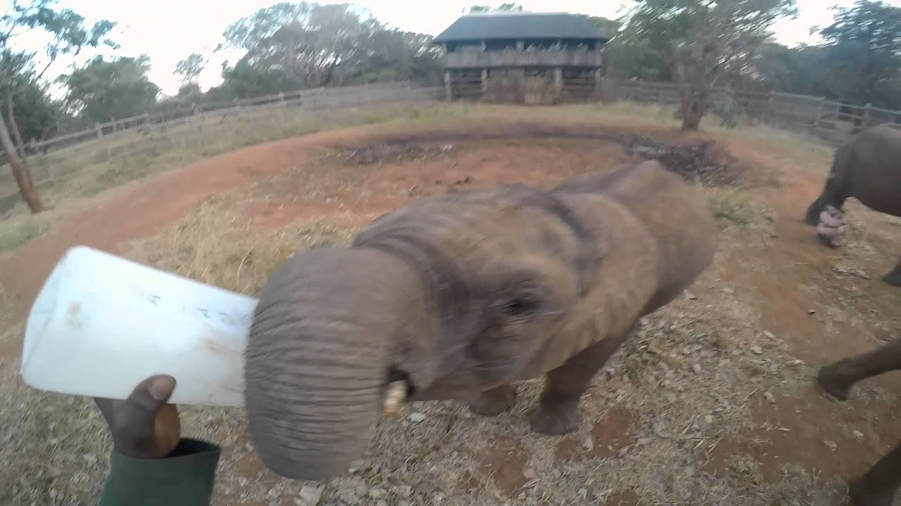 Cute baby elephants being bottle-fed