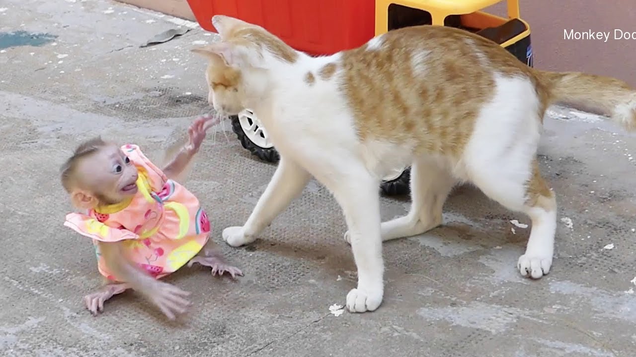 Zuji CryTry To Protect & Need Mom Help| Little Zuji So MuchScare When Kitty Cat Want Play With