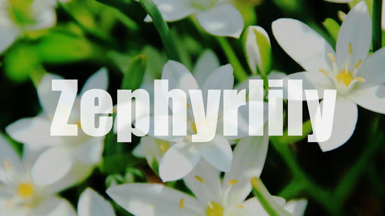 【1分花紹介】今日のお花はゼフィランサス💐花言葉は『清純で純粋な愛』