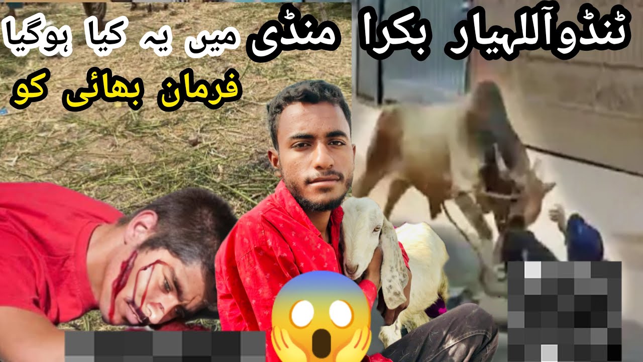 Tando Allahyar Bakra Mandi 31 May 2025 || janwar ne Farman ke Sath Kya kardia ❤️‍🩹💔