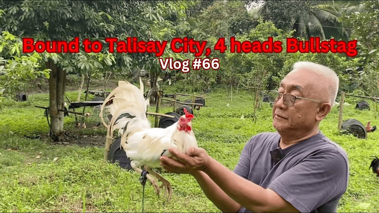 Bound to Talisay City, 4 heads Bullstag | Vlog #66
