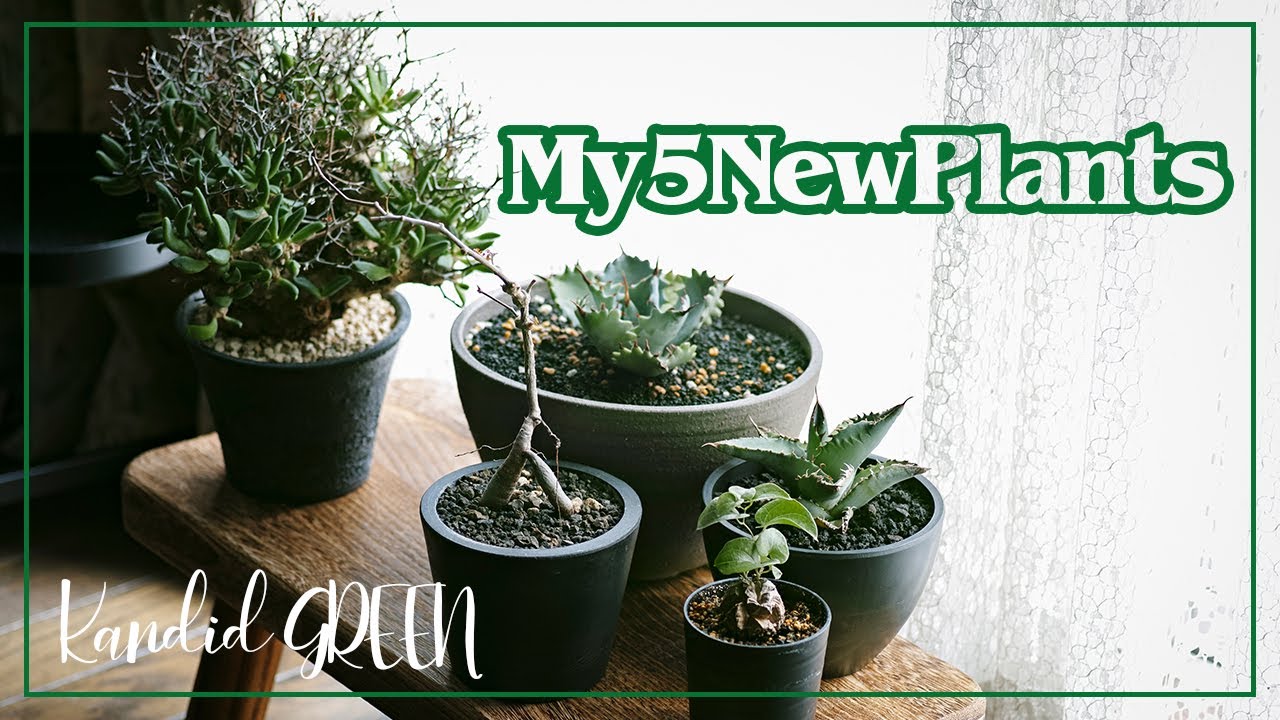 我が家の新しい植物を5つ紹介させてくださいっ！【Kandid Green】
