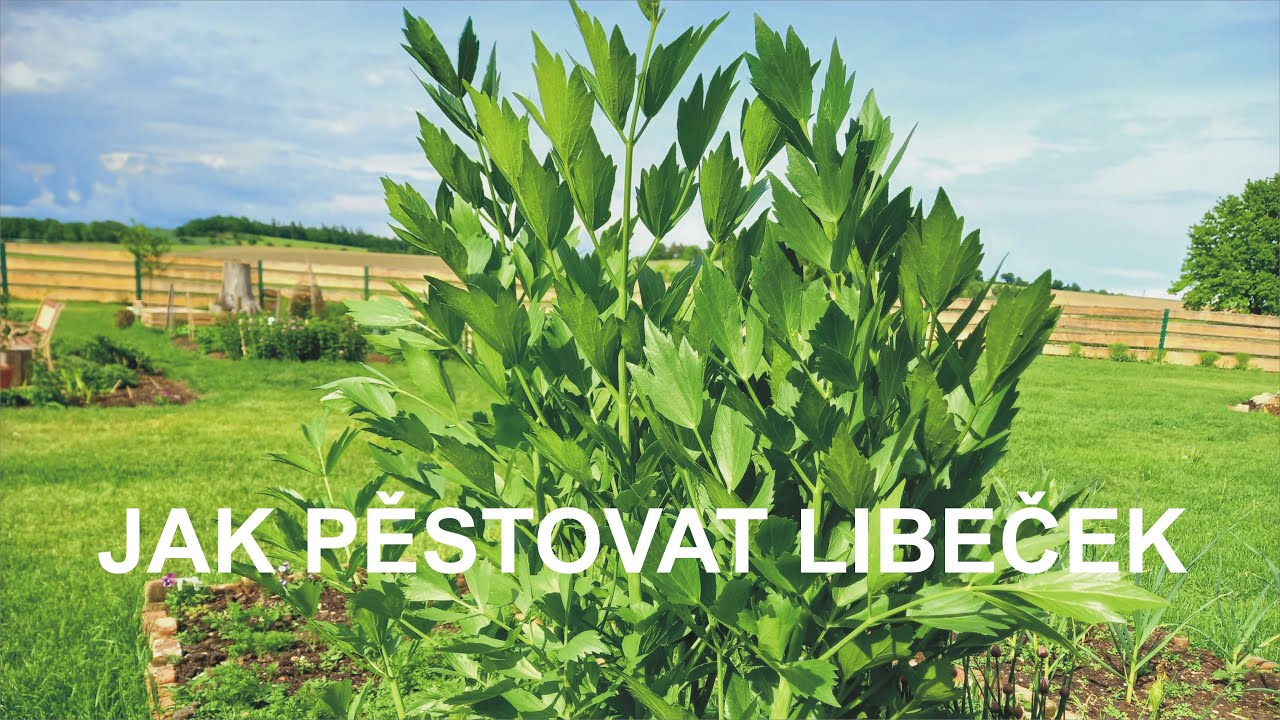 Honzík Lací - Jak pěstovat libeček