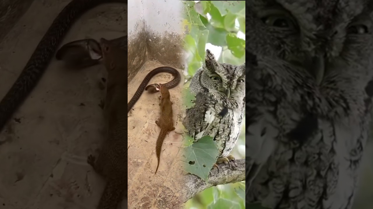 burung hantu melihat ular vs musang rase 