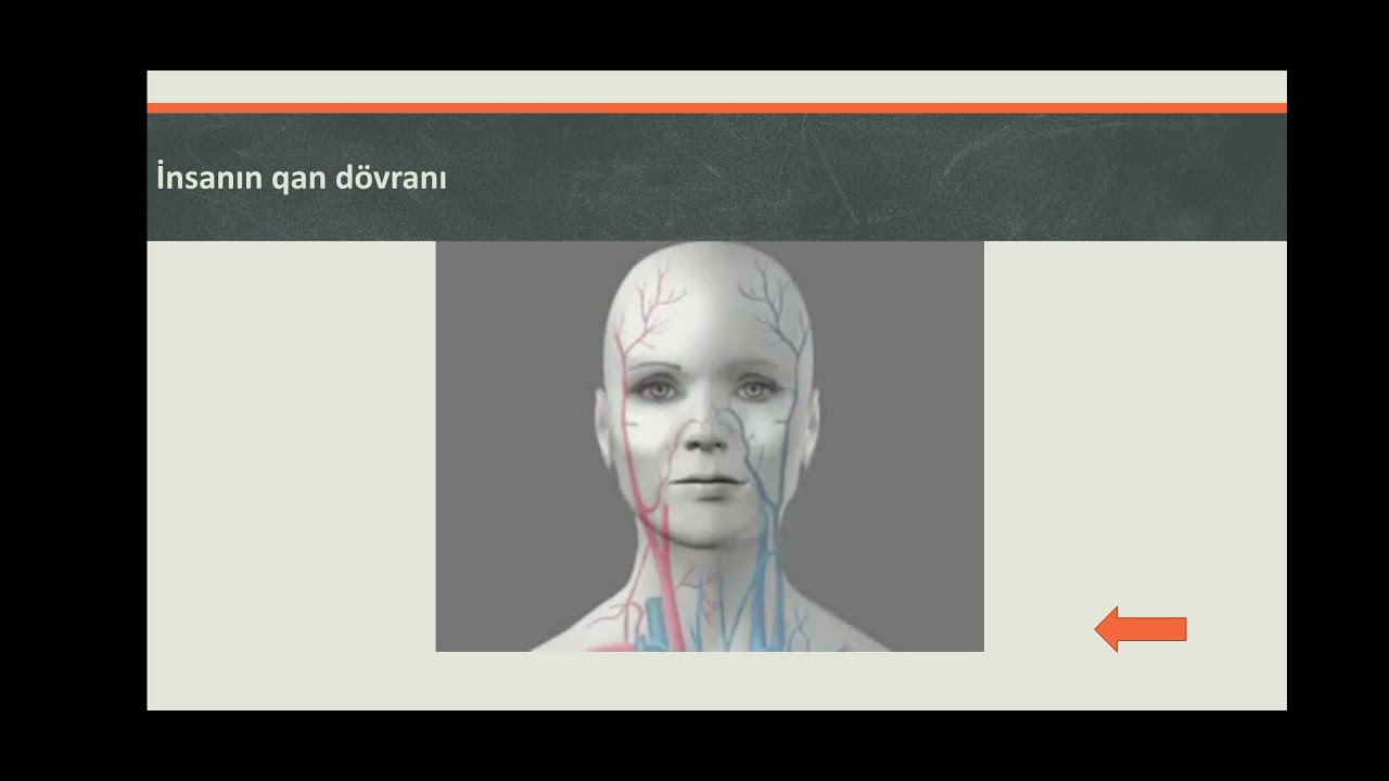 Ürəyin quruluşu ,işi . Böyük və kiçik qan dövranı. (İnsan)