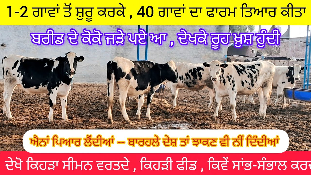ਦਾਦੇ ਵੇਲੇ 2 ਗਾਵਾਂ ਤੋਂ ਸ਼ੁਰੂ ਕਰਕੇ ਪੋਤੇ ਦਾ 40 ਗਾਵਾਂ ਦਾ ਫਾਰਮ. ਸਾਰੀ ਘਰ ਦੀ ਬਰੀਡ, successful mini dairyfarm