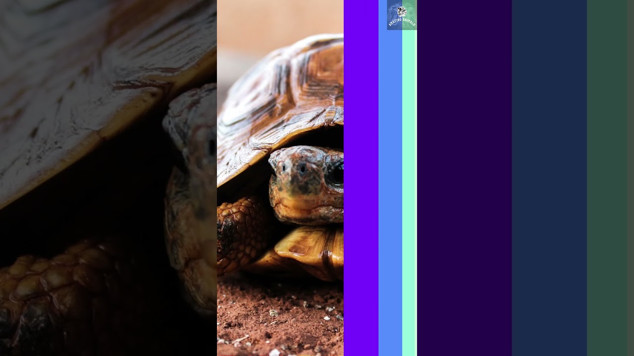 Spiritual Belief Of Turtles #turtle #animals #tortoise